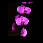 Orchids_0209_1v_2x2