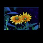 Flowers Rubiccana_Aug 13_2019_HDR_E6542_2x2